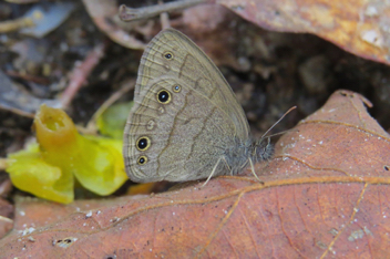 Carolina Satyr